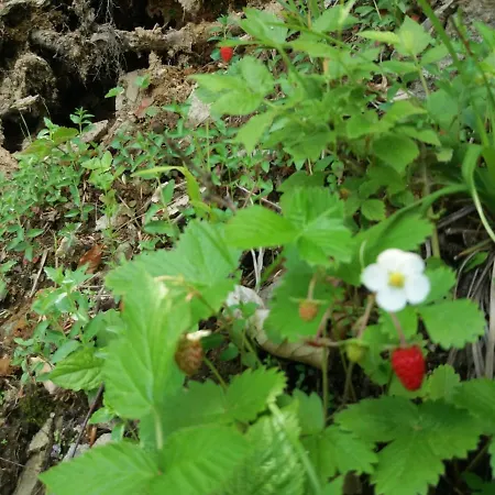 Alojamento de Turismo Selvagem Zbójnicki Ostęp-nocleg Trapera Kletno