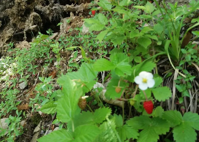 Alojamento de Turismo Selvagem Zbójnicki Ostęp-nocleg Trapera Kletno